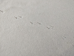 Junco hyemalis
