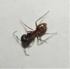 Camponotus atriceps