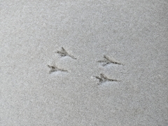 Junco hyemalis