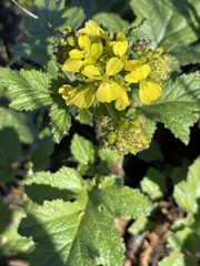 Brassiceae