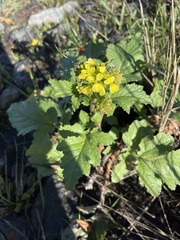 Brassiceae