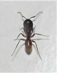 Camponotus atriceps