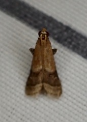 Eulogia ochrifrontella