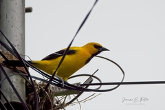 Icterus nigrogularis