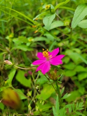 Cosmos caudatus