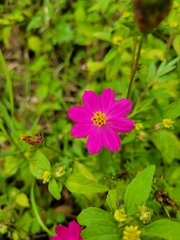 Cosmos caudatus