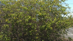 Cordia lutea