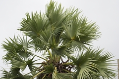 Borassus flabellifer