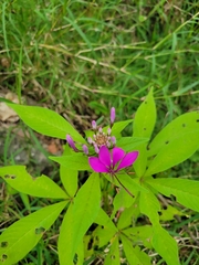 Cleome houtteana
