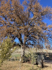 Quercus douglasii