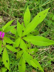 Cleome houtteana