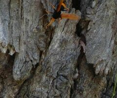 Cryptocheilus bicolor