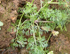 Cyclospermum leptophyllum