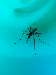 Toxorhynchites speciosus