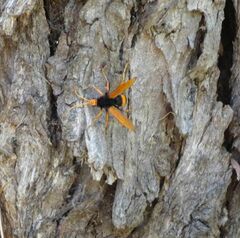 Cryptocheilus bicolor