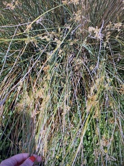 Juncus australis