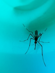 Toxorhynchites speciosus
