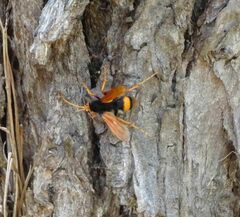 Cryptocheilus bicolor