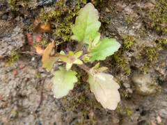 Micranthes virginiensis