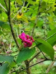 Phaseolus costaricensis