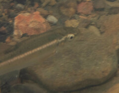 Campostoma oligolepis