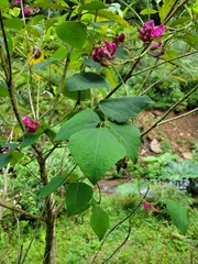 Phaseolus costaricensis