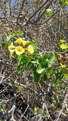 Cordia lutea
