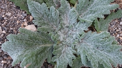 Salvia aethiopis
