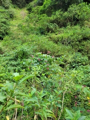 Phaseolus costaricensis