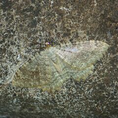 Larentiinae