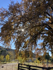 Quercus douglasii