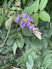 Wisteria