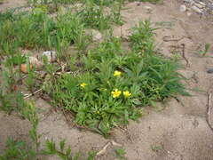 Ranunculus hispidus