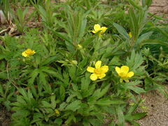 Ranunculus hispidus