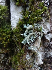 Parmelia submontana