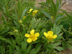 Ranunculus hispidus