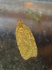 Agonopterix thelmae