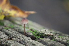 Mycena sanguinolenta