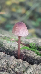 Mycena sanguinolenta