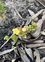 Alectra sessiliflora