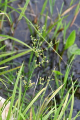 Juncus papillosus