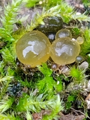 Nostocales