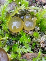 Nostocales