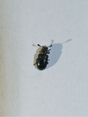 Necrobia violacea