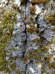 Physconia perisidiosa