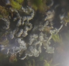 Physconia perisidiosa