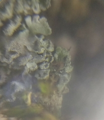 Physconia perisidiosa