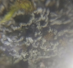 Physconia perisidiosa