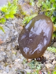 Nostocales