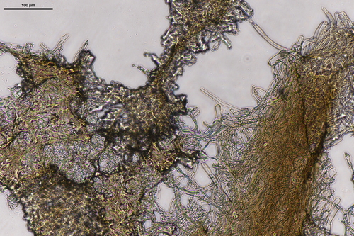Craterellus image